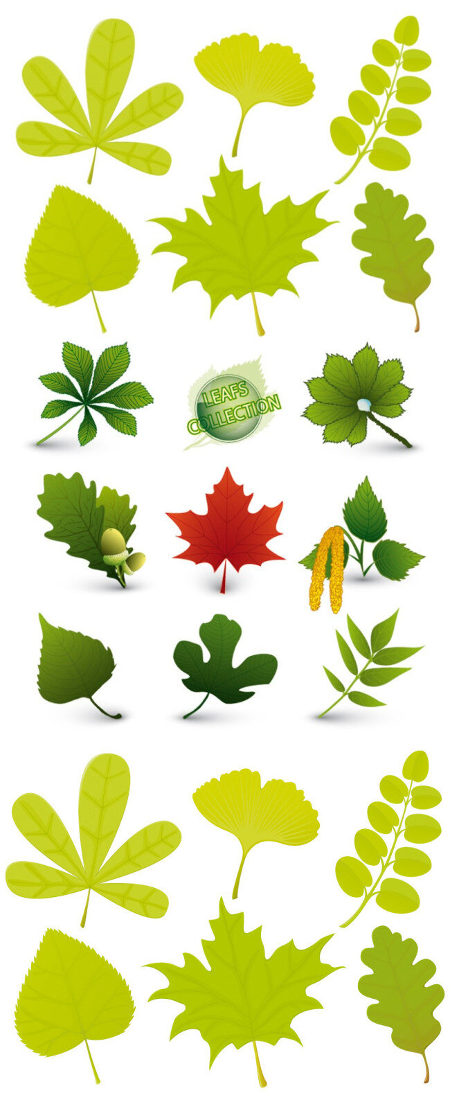 不同 植物 叶子 矢量图 树叶 枫叶 春天 秋天 绿色 书签 标签 环保 白色