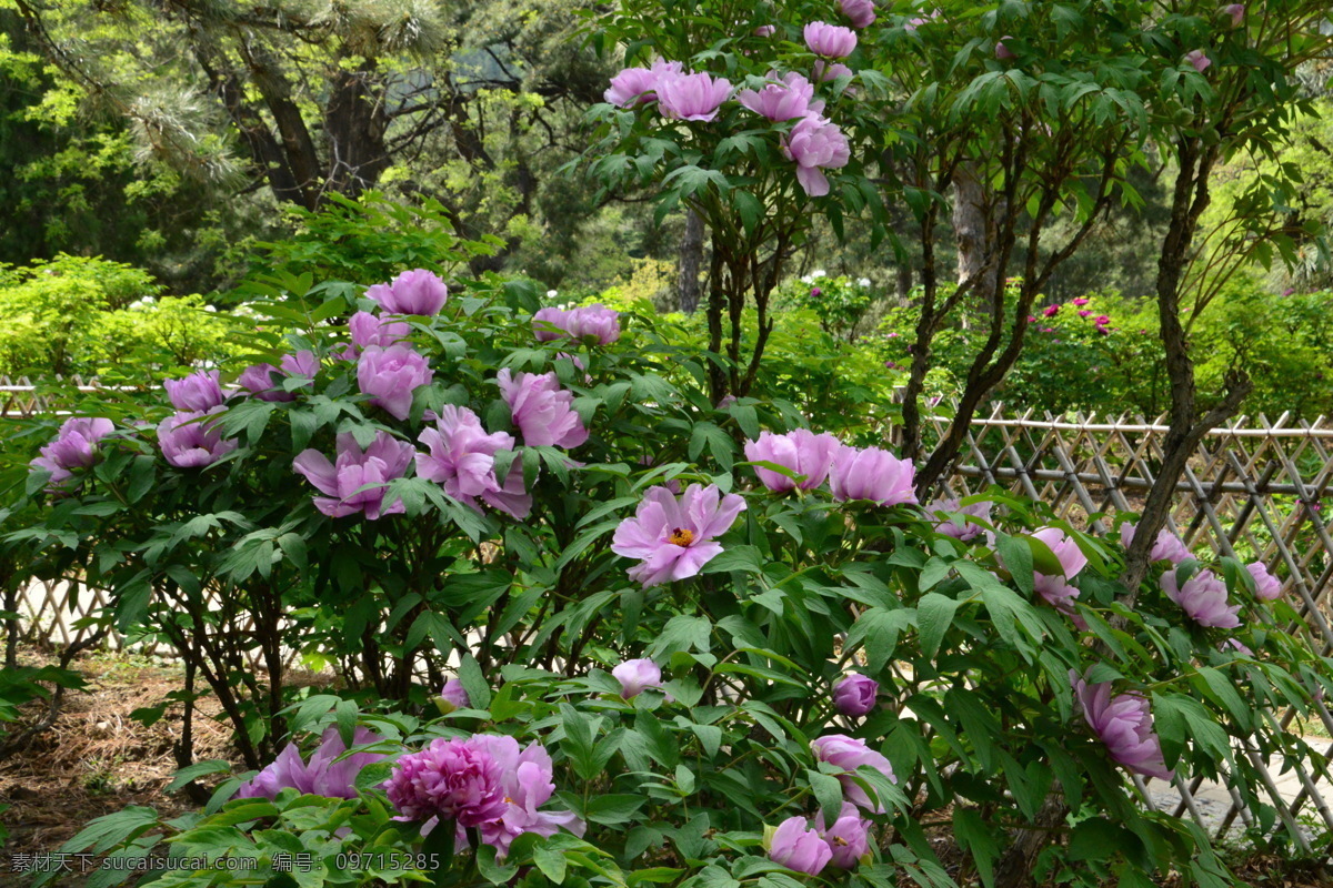 牡丹花 蜜蜂 牡丹 观赏花卉 鼠姑 木芍药 百雨金 洛阳花 花朵 花瓣 花蕊 花卉 花儿 花草 植物 园林绿化 绿化景观 芍药牡丹 生物世界