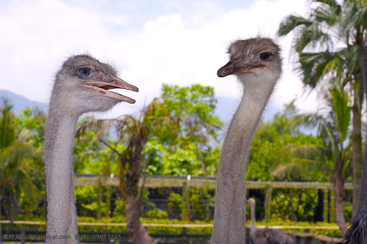 動 物 表情 動物表情 家畜 牛 羊 農場 生物世界