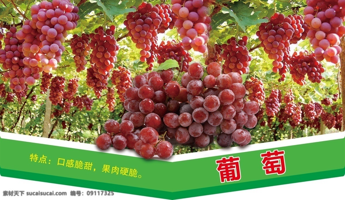 分层素材 水果介绍 水果吊牌广告 葡萄 效果图 分层