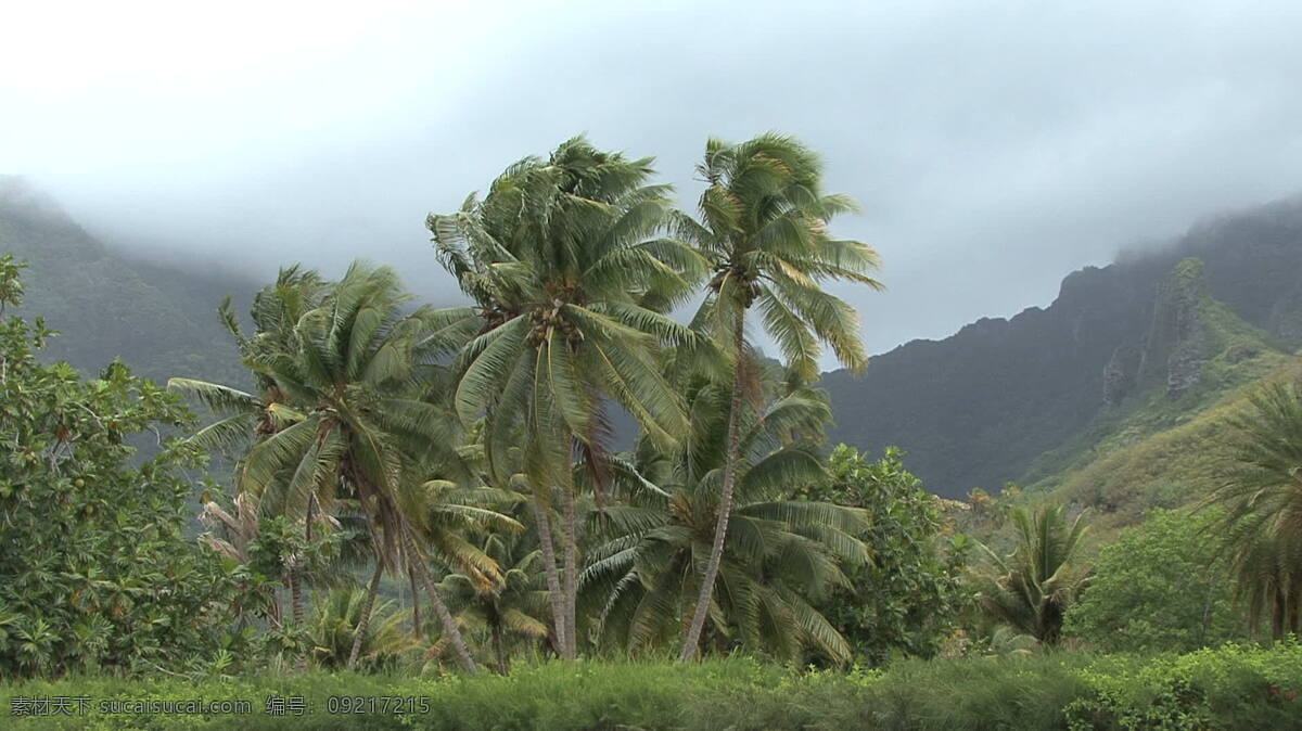 茉莉 手掌 风 股票 录像 吹 岛 热带 山 树 云 棕榈树 茉莉亚岛 法属波利尼西亚 棕榈 纤细的 朦胧的 视频 其他视频