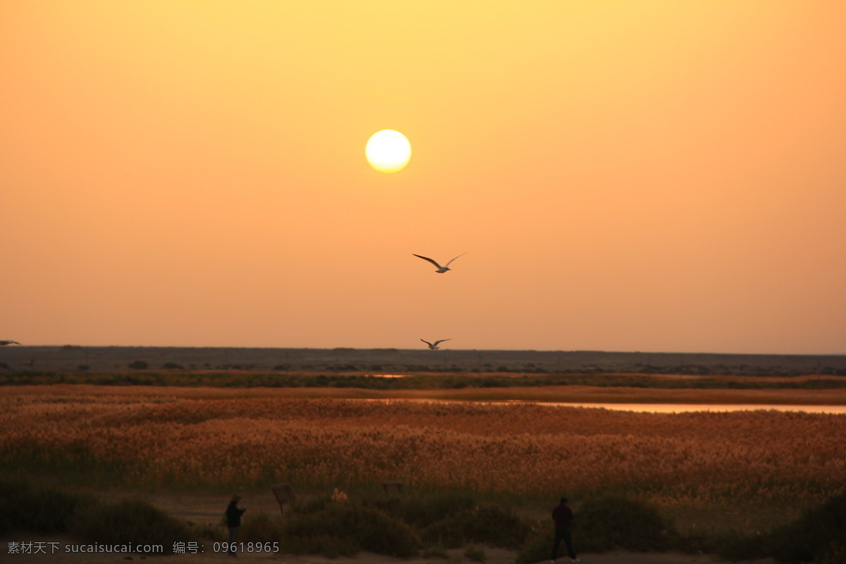 内蒙古居延海 内蒙古 居延海 居延海风光 居延海风景 额济纳居延海 夕阳 落日 太阳下岗 唯美的夕阳 夕阳美景 芦苇 水面 天空 阳光 湖泊 额济纳 额济纳旗 平静的湖面 美丽的居延海 水鸟 鸟儿 鸟 海鸥 居延海海鸥 天鹅湖 秋色 背景 山水 秋天 沙漠 绿洲 西部风景 高清 自然景观 风景名胜 黄色