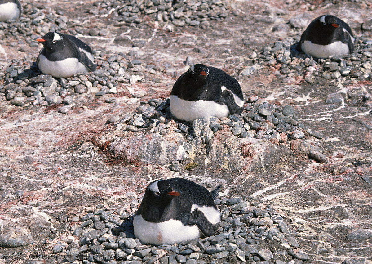 产卵的企鹅 动物世界 生物世界 企鹅 产卵 水中生物 黑色