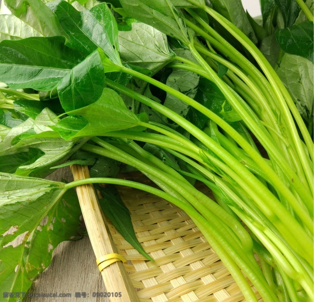 番薯叶 红薯叶 薯叶 薯藤 地瓜叶 生物世界 蔬菜