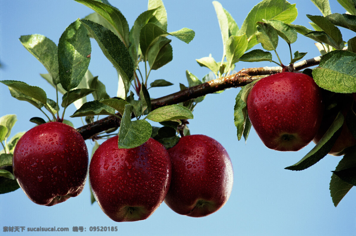 水果 苹果 红苹果 富士苹果 新鲜水果 进口水果 apple 新鲜苹果 进口苹果 青苹果 绿苹果 苹果树 苹果树枝 水果苹果 生物世界