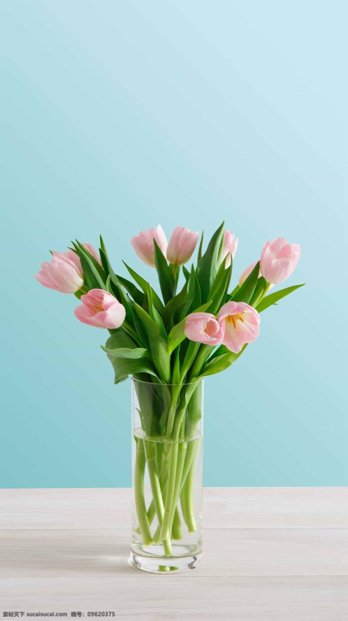 郁金香 植物 花 鲜花 绿叶 叶子 花瓶 粉嫩 清新 粉色 绿色 生机 装饰