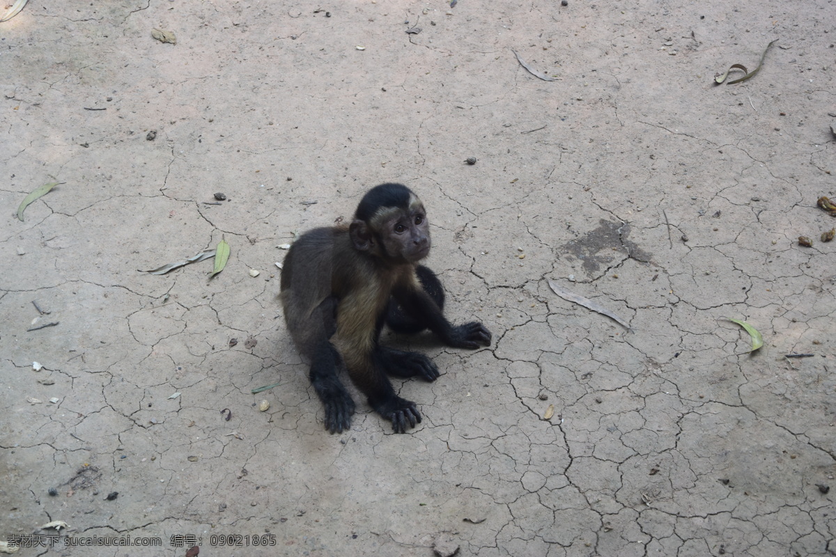 小猴子 黑尾猴 无辜 动物园 仰望 悲惨 小可怜 黑色的猴子 齐天大圣 孙悟空 摄影作品 生物世界 野生动物