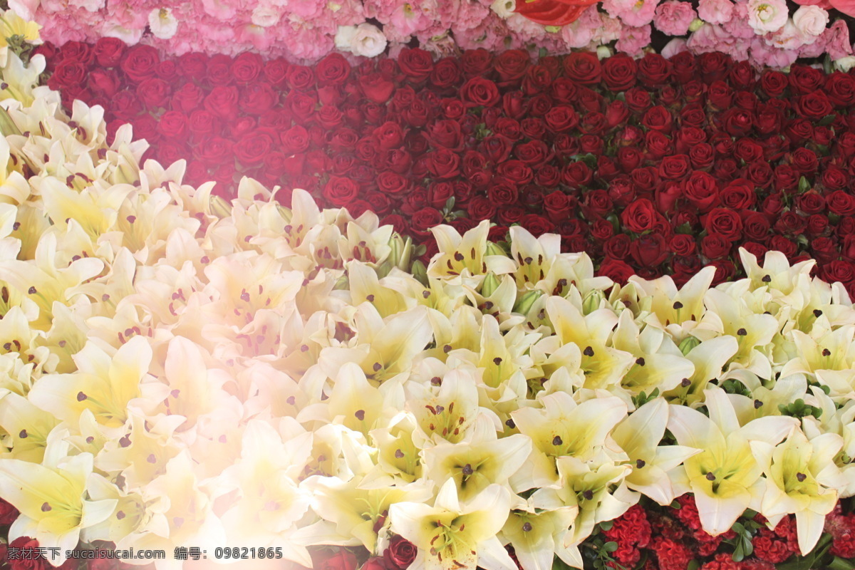 花卉 图 花卉礼品 花卉盆景图片 花卉摄影 美景图 花卉美图 花圃图 风景 生活 旅游餐饮