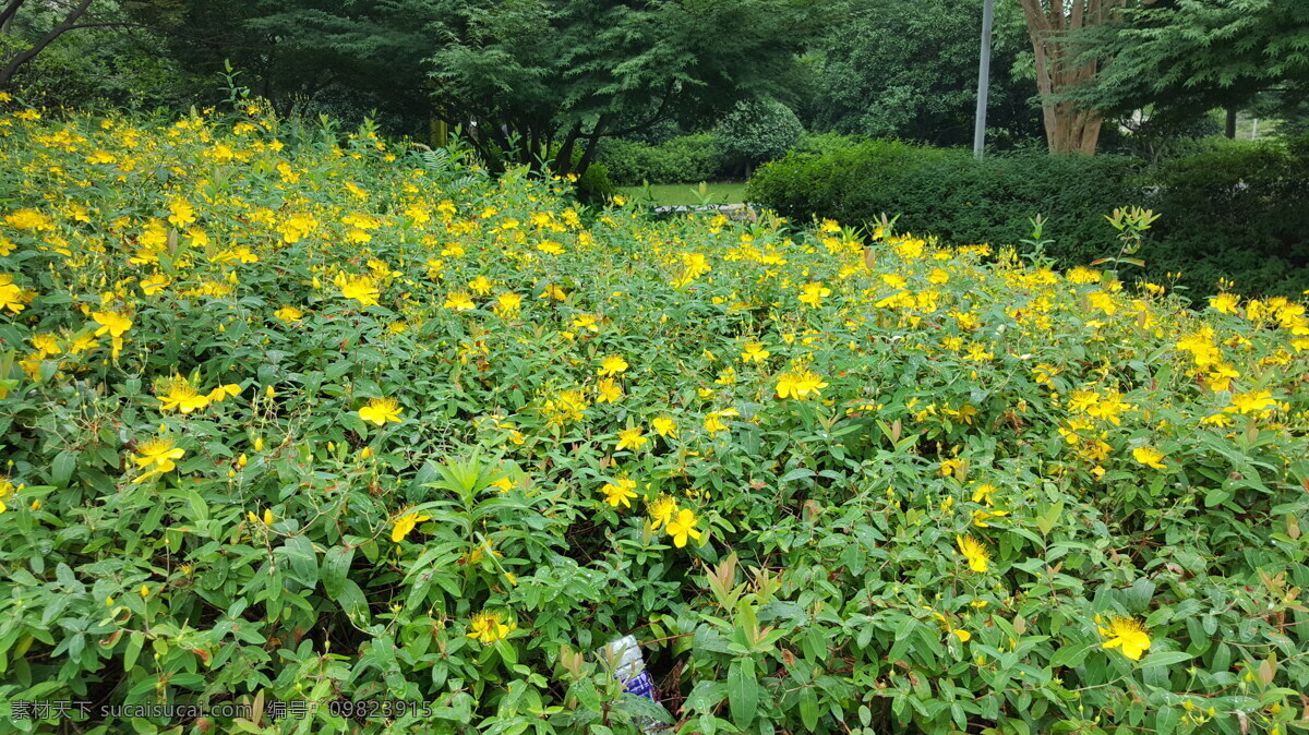 金丝桃 金线蝴蝶 金丝海棠 藤黄科 花朵 花蕊 植物 绿植 公园 黄花 花 草丛 花草 花卉 淡黄小花 草本 绿色 背景 清新 养眼 壁纸 生物世界