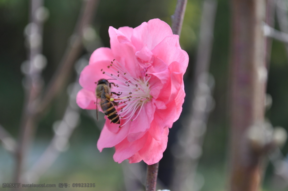 桃花 盛开 春天 花草 蜜蜂 生物世界 桃花盛开 蜜蜂忙采蜜 采蜜 桃花绽放 psd源文件