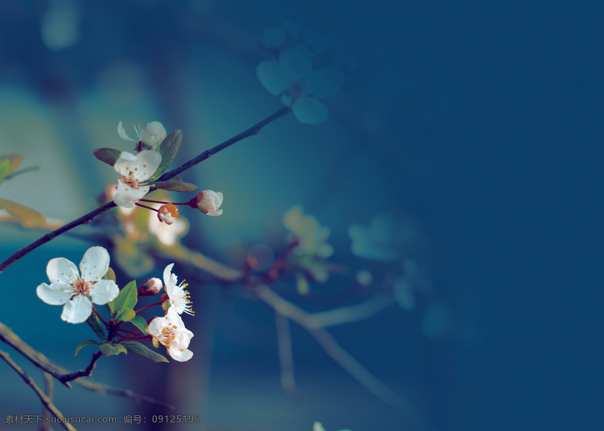 自然景观 田园风光 蓝色调 杏花 背景素材 生物世界 花草