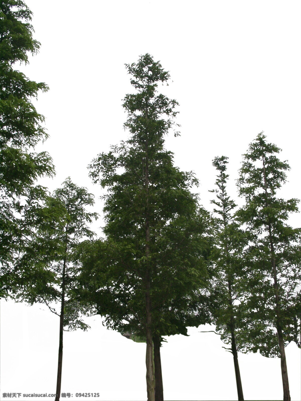 植物 贴图素材 jpg0774 设计素材 建筑装饰 白色