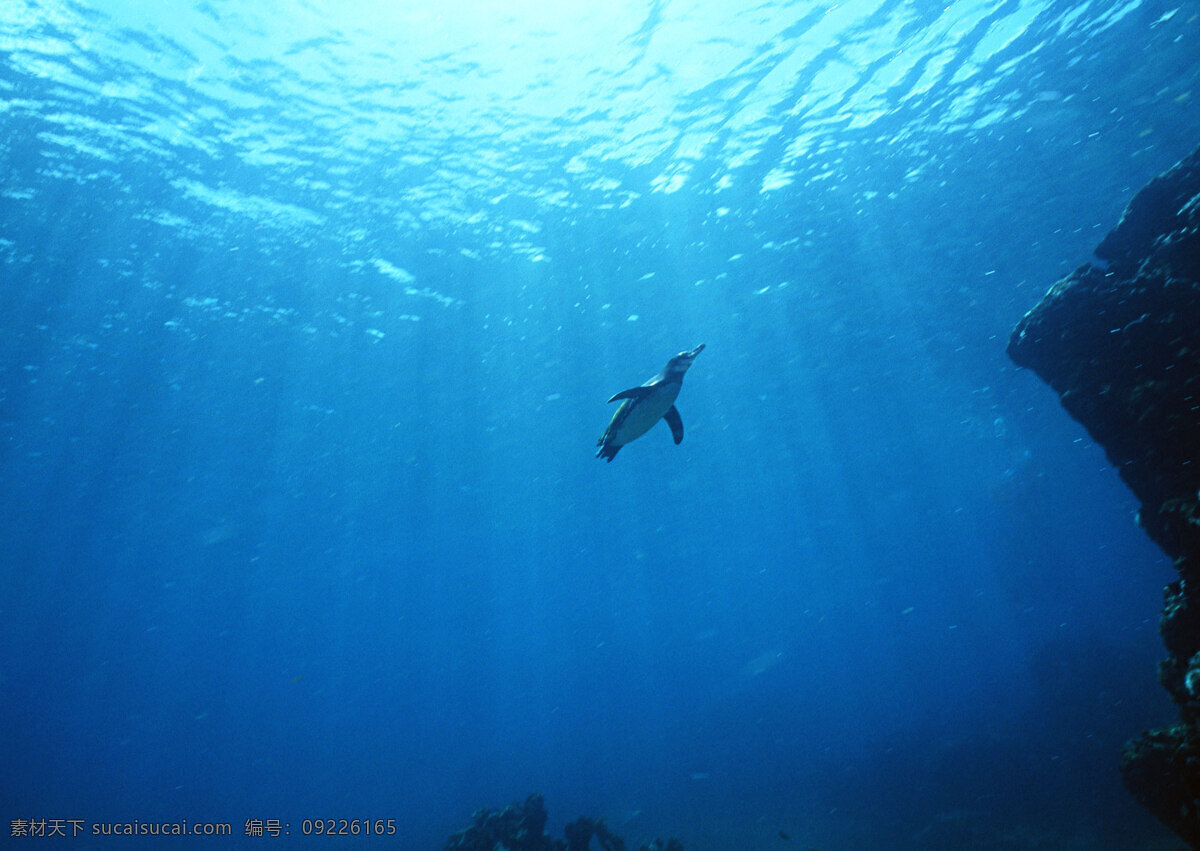 游 海底 里 企鹅 动物世界 生物世界 南极动物 大海 海底生物 水中生物 蓝色