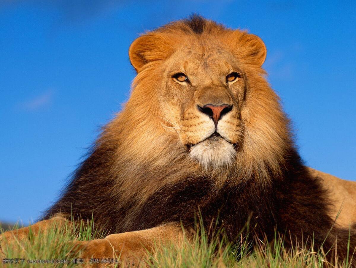 狮子 公狮子 勇猛狮子 动物世界 野生动物 生物世界