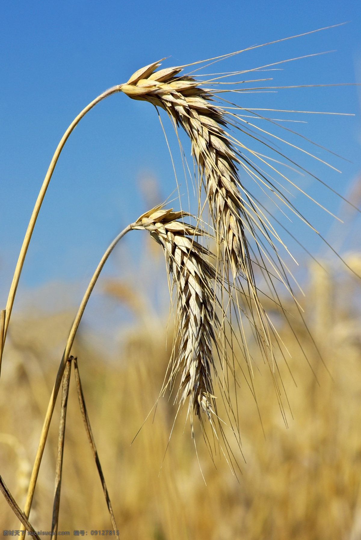 小麦 麦穗 小麦特写 麦地 田园 小麦素材 金色小麦 粮食 麦子成熟 麦田 麦子 北方粮食 面食 收获 秋天 自然景观 田园风光