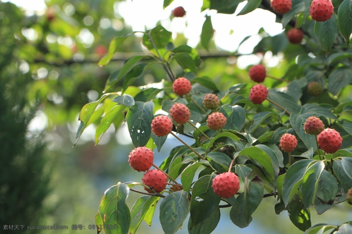 四照花果实 植物 四照花 果实 红色 美丽 生物世界 树木树叶