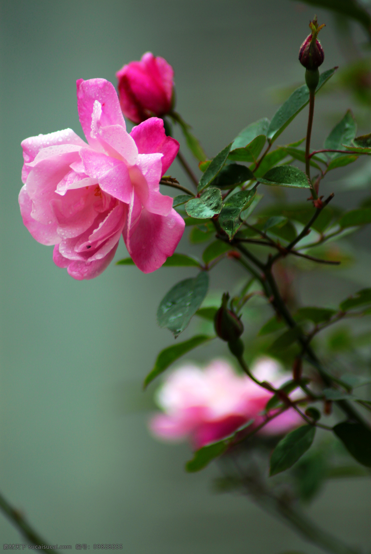 爱情 花草 花朵 花蕊 玫瑰 生物世界 水滴 月月红 月季 长春花 蔷薇科 水珠 月季花 psd源文件