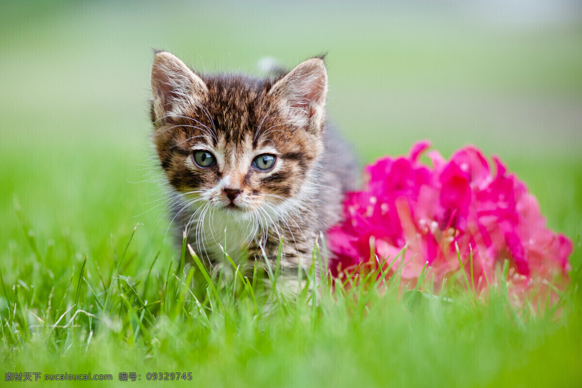 草地上的小猫 草地 小猫 花朵 动物 生物 野生动物 陆地动物 生物世界 绿色