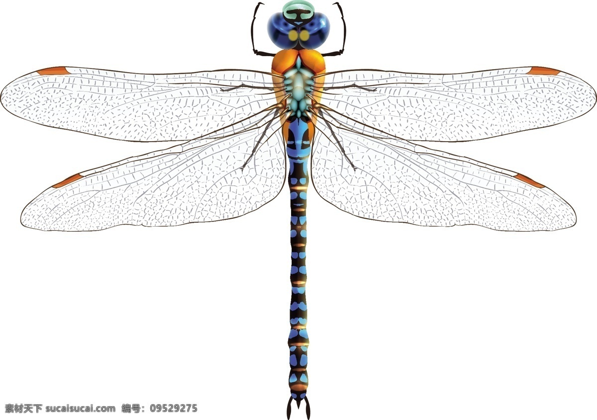 蓝色 蜻蜓 矢量 昆虫 蓝蜻蜓 矢量图 创意设计