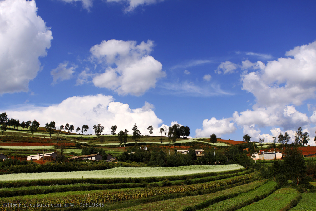 云南 东川 秋色 红土地 阳光明媚 红土地秋色 小树成排 村庄靓丽 蓝蓝的天 白白的云 令人难忘 风景 生活 旅游餐饮