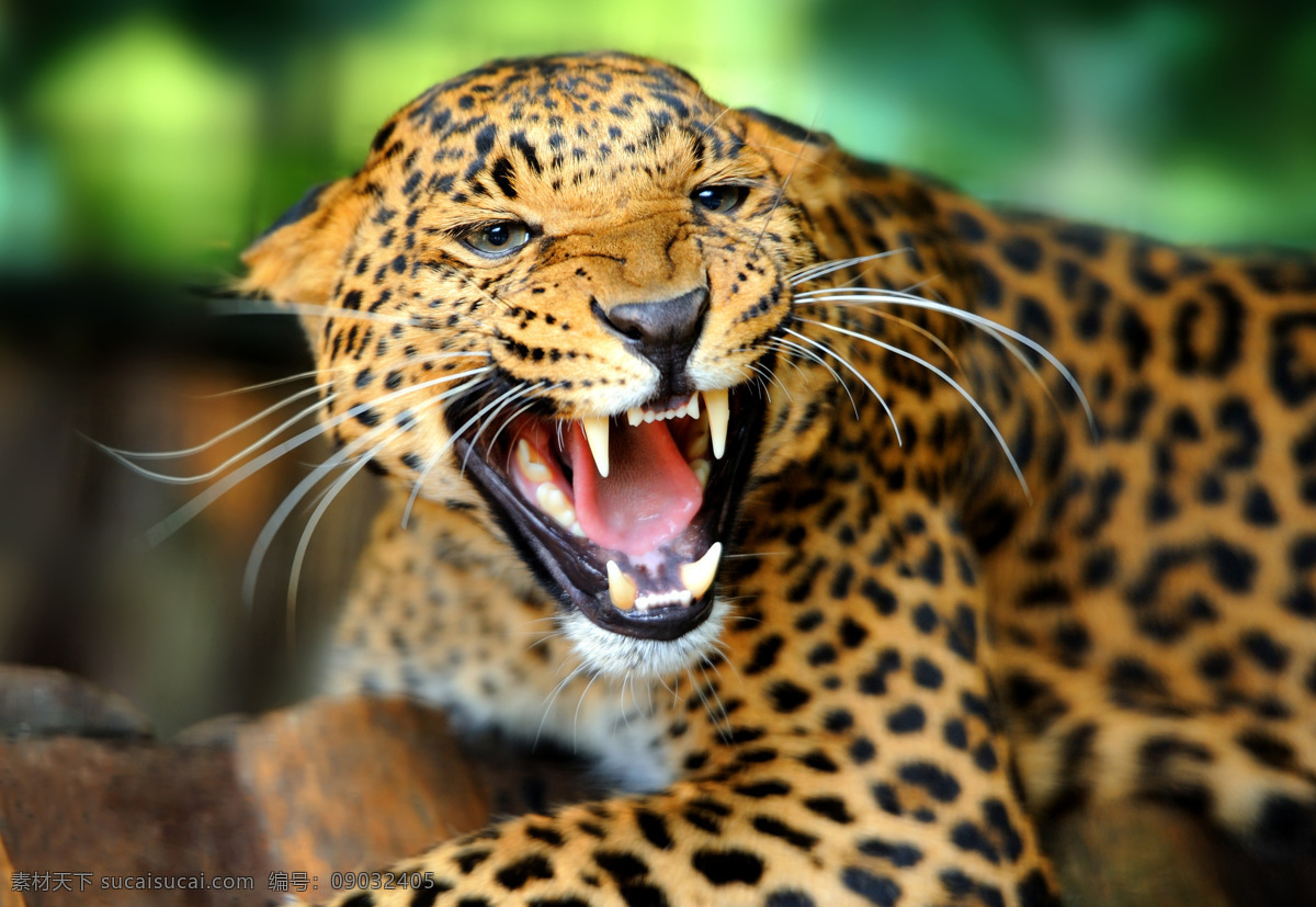 豹子 动物 吼叫 嚎叫 金钱豹 猎豹 动物世界 野生动物 陆地动物 动物摄影 生物世界