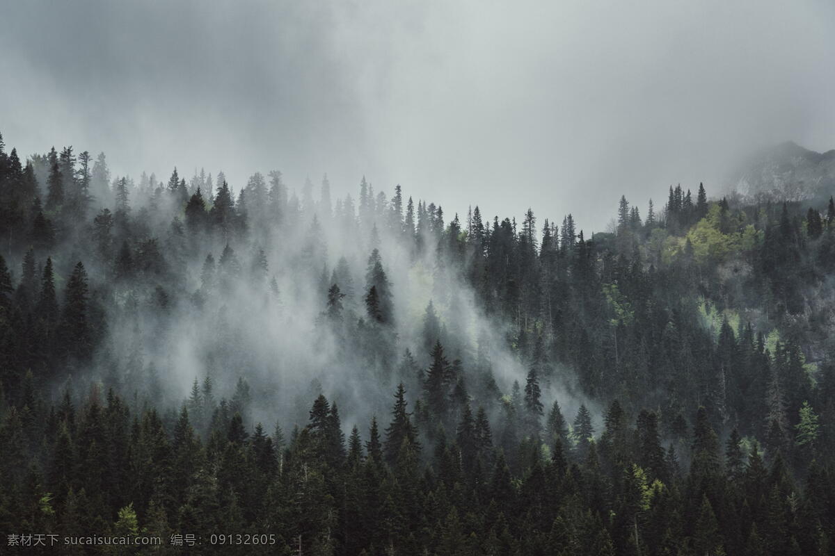 云雾森林 倒影树林 针叶林 高山上 云杉 杉树 绿色树林 森林云雾 自然景观 山水风景