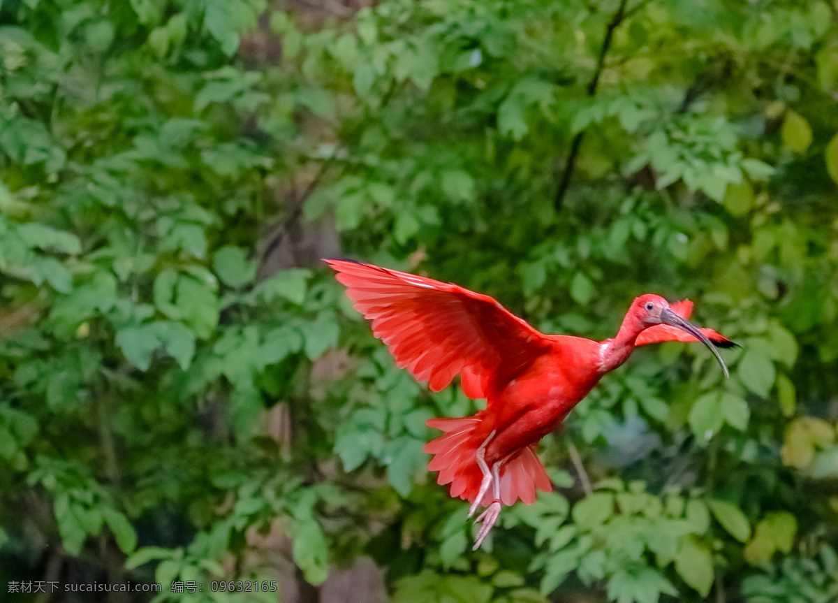 唯美 动物 可爱 生物 鸟类 鸟 赤鹮 生物世界