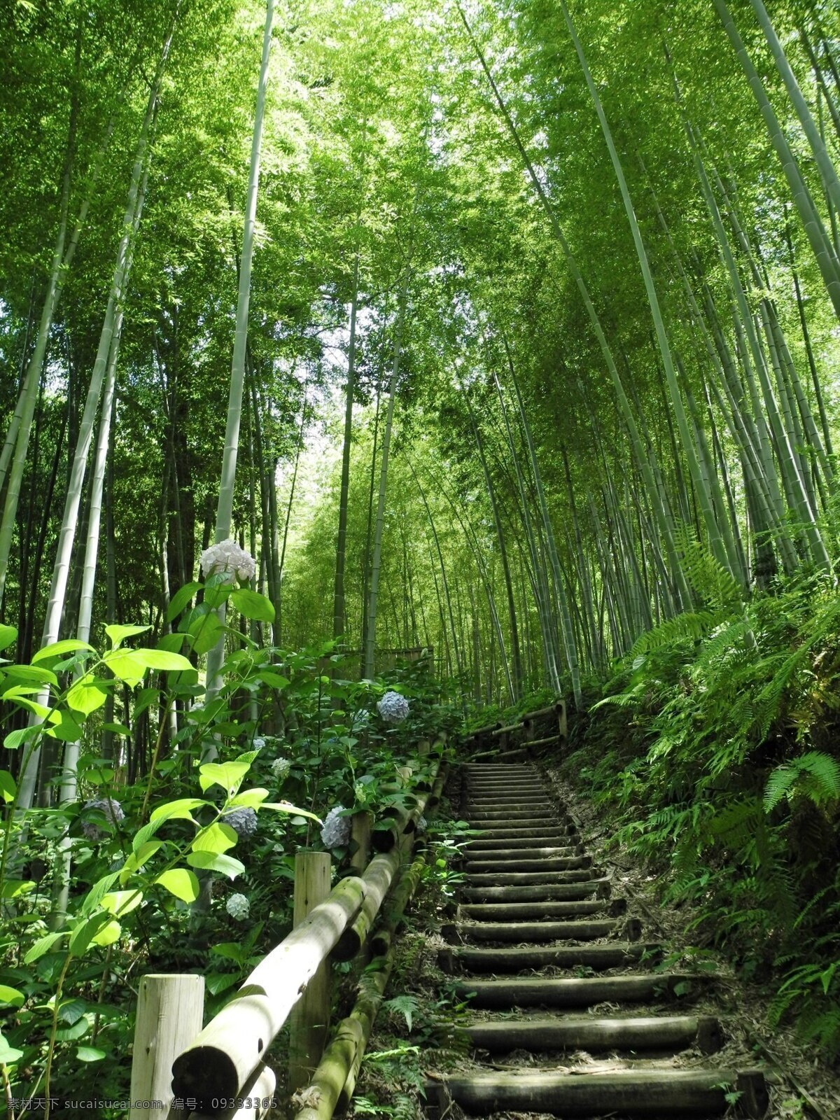 竹林小道 翠竹 竹叶 竹 蜀南竹海 竹林 竹竿 绿叶 文艺背景 毛竹 竹编 文竹 竹制品海报 竹制品背景 竹子海报背景 竹子海报 竹子文艺背景 生物世界 花草