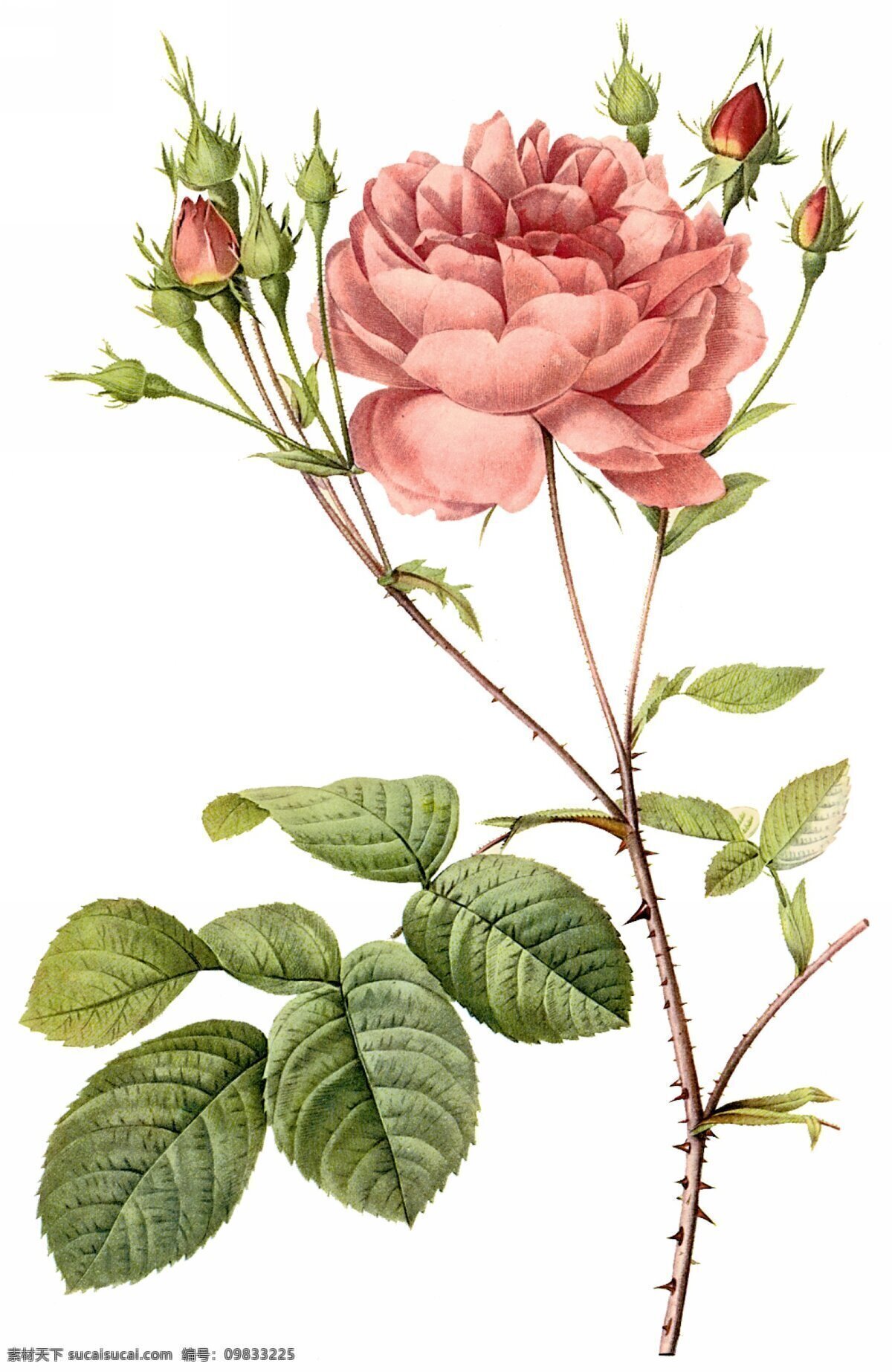 手绘玫瑰 手绘 玫瑰 月季 花枝 复古 画风 水彩 写实 手绘植物 花朵 绘画 绘画书法 文化艺术
