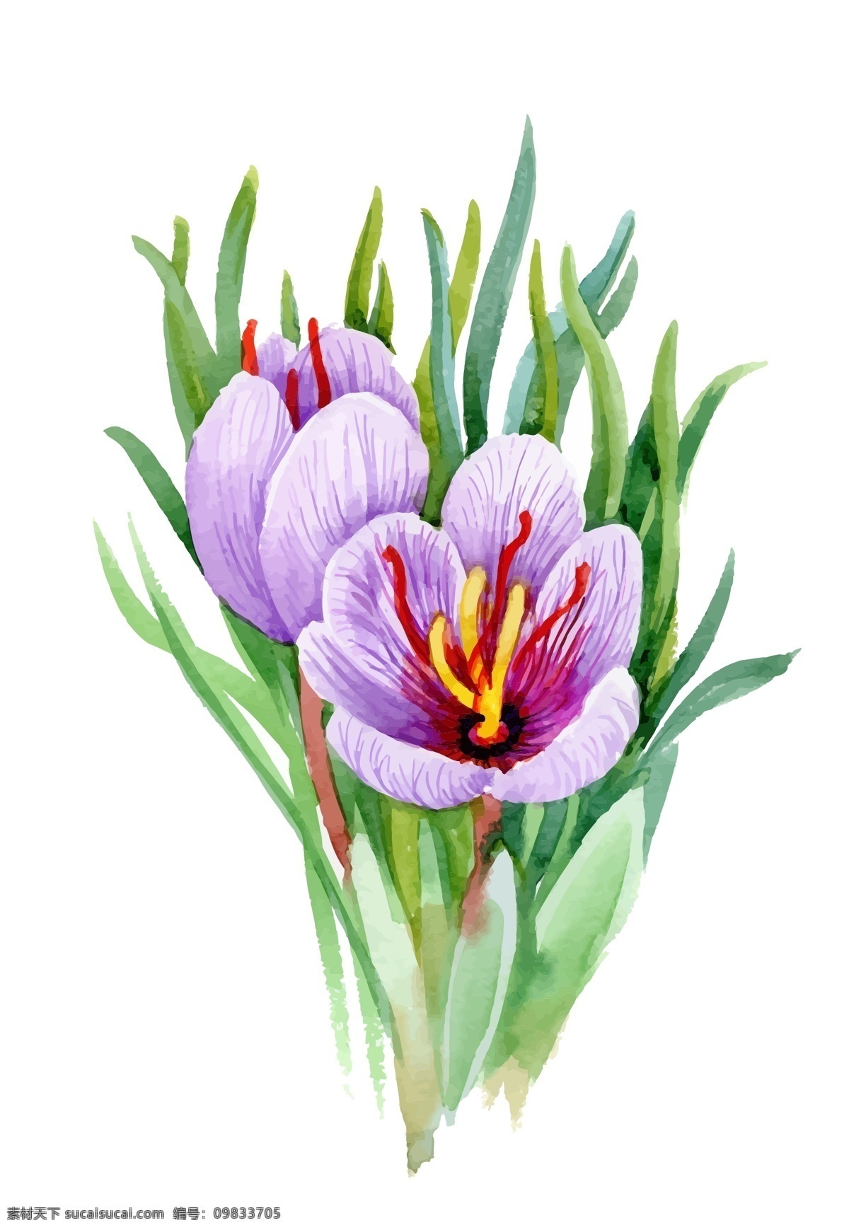 紫色 花朵 植物 水彩 手绘 矢量 文件 小花 鲜花 卡通 装饰 印刷 高清