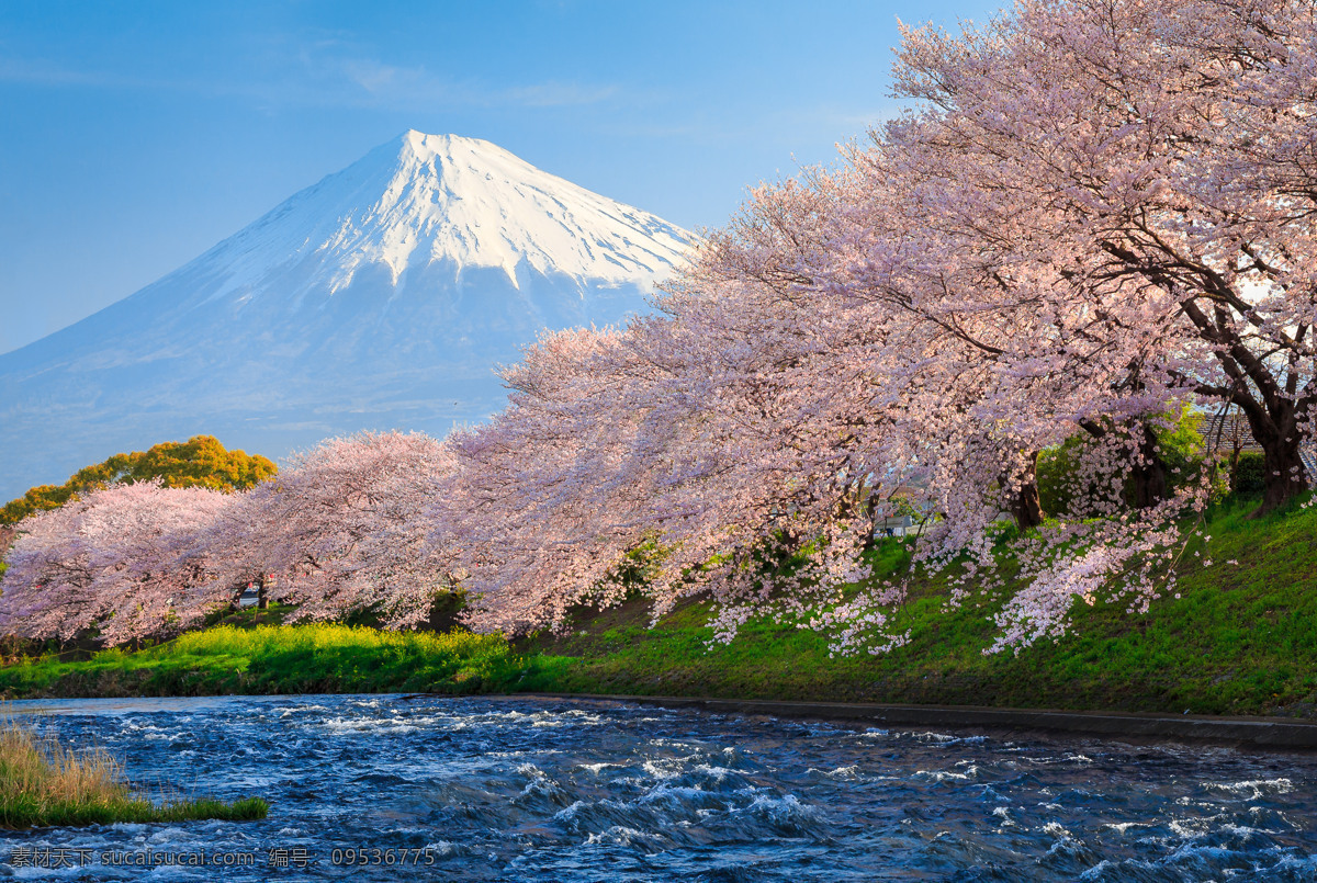 日本富士山 樱花 日本 富士山 山 雪山 日本元素 东京 国外旅游 旅游摄影 蓝色