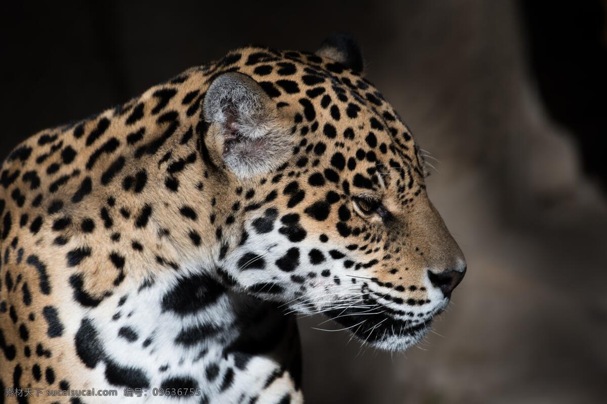 金钱豹 豹子 斑点 豹纹 头 头部 侧面 特写 生物世界 野生动物