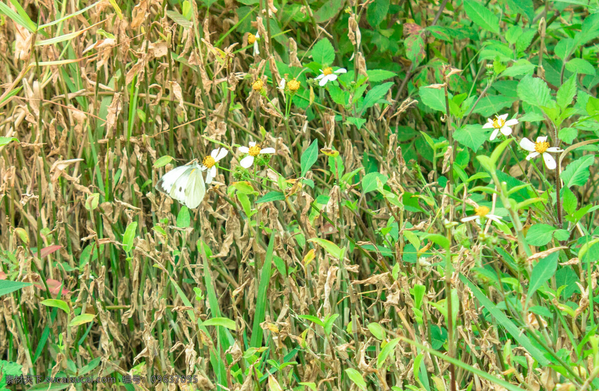 正在 采 花粉 蝴蝶 动物 飞蛾类 白蝴蝶 野花 采花粉的蝴蝶 植物 风景 风光 摄影图