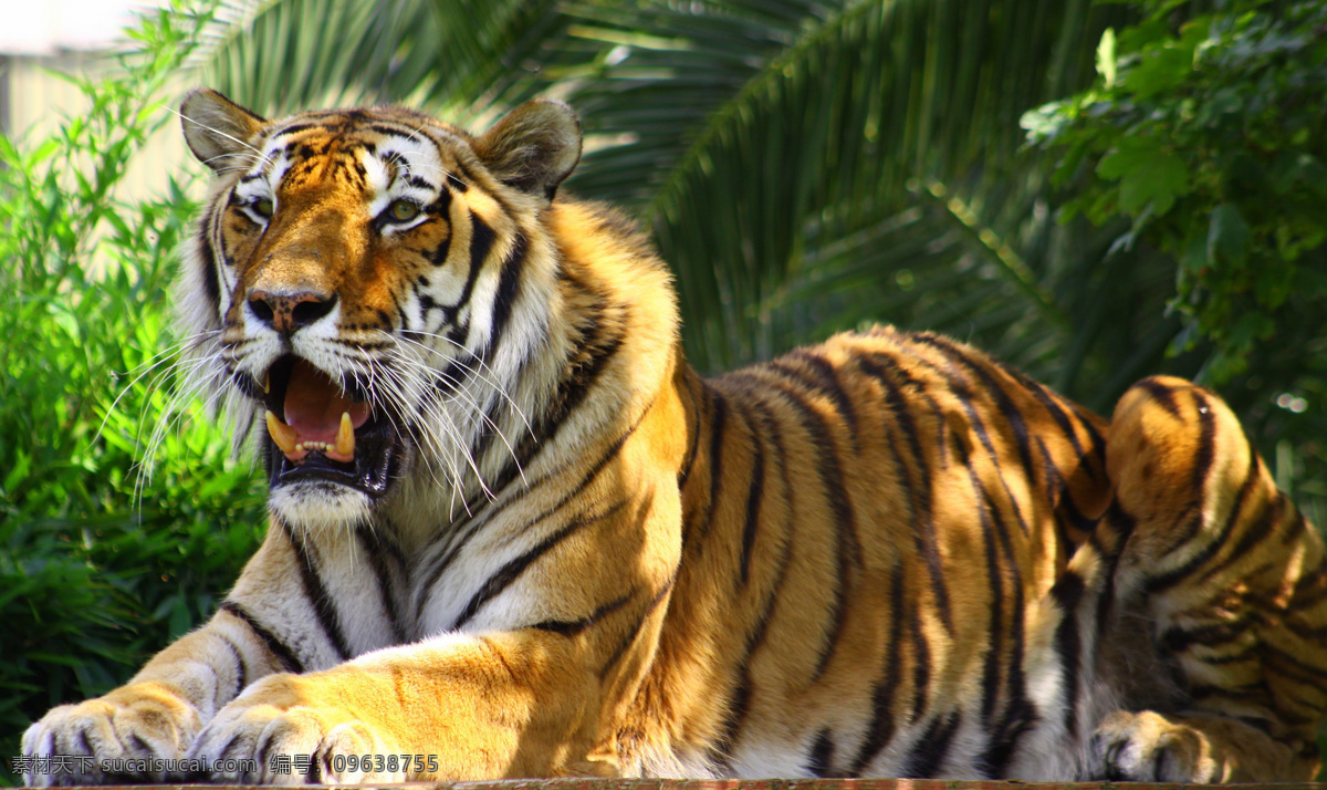 凶猛 老虎 凶猛的老虎 虎 动物摄影 动物世界 陆地动物 生物世界