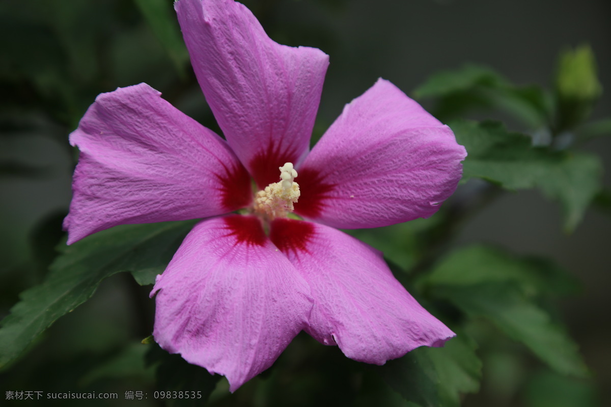 木槿花 木槿 无穷花 花卉 花儿 花草 植物 园林绿化 绿化景观 装饰画 木槿木槿花 生物世界