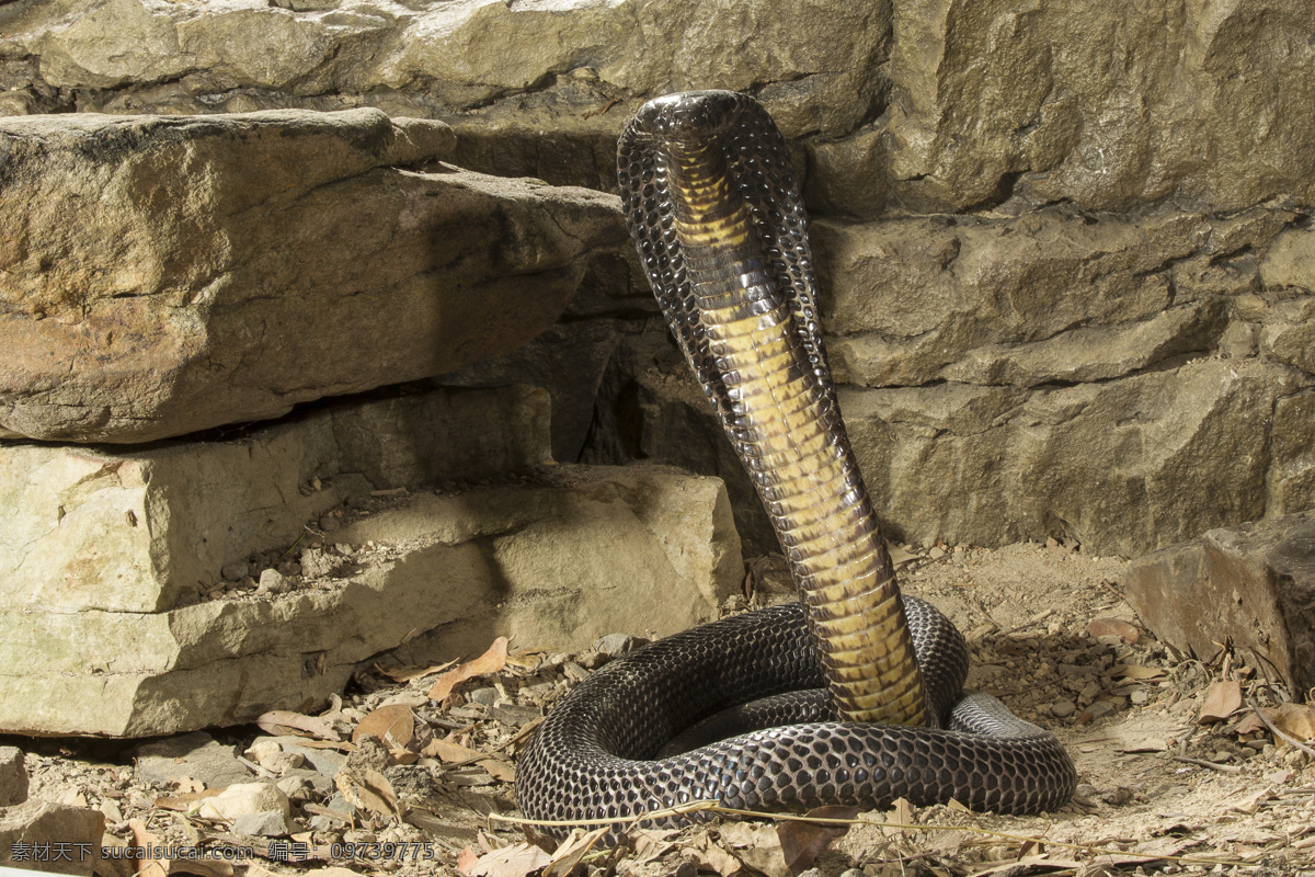 石墙 前 伸出头 眼镜蛇 毒蛇 动物世界 野生动物 陆地动物 生物世界