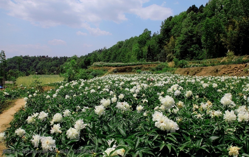 芍药花田 春天 德阳中江 芍药谷 田园 芍药花开 田园风光 国内旅游 旅游摄影