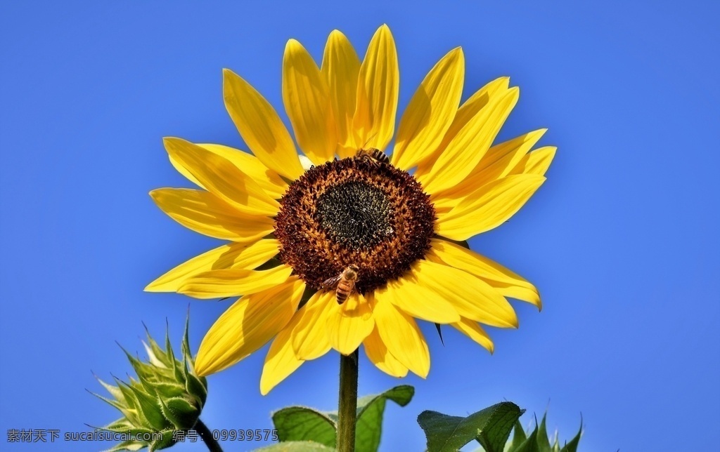 向日葵图片 向日葵 葵花 鲜花 花卉 花之物语 花艺 花朵 花瓣 园艺 园林 生物世界 花草