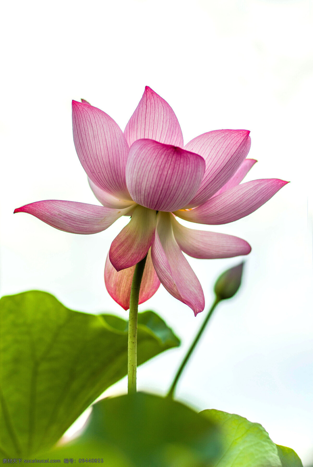 红莲花 荷叶 莲花池 荷花香 荷塘 荷花池 莲蓬 莲藕 花粉 荷花 红莲 生物世界 花草