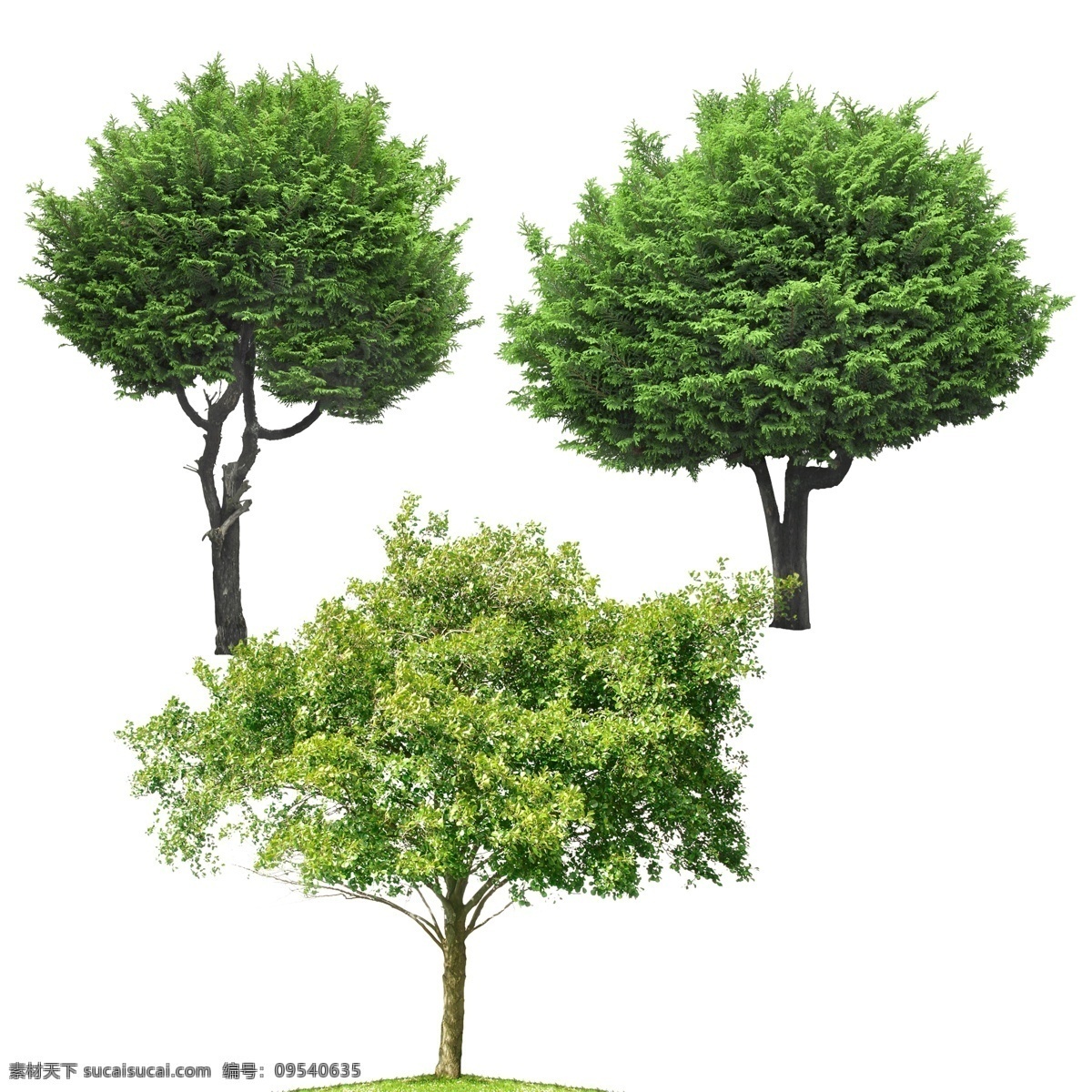 绿树图片 一组树 树 树木 树叶 绿树 大树 小树 树苗 树素材