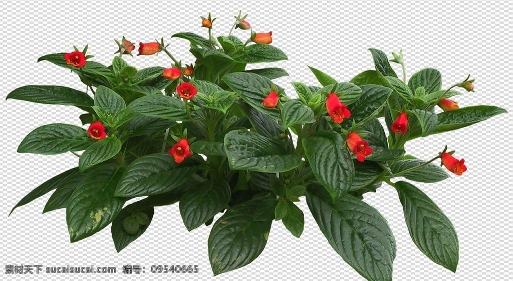 透明 底 植物 透明底植物 藤条 树 ps后期 ps后期素材 园林素材 景观素材 树枝 psd分层图 透明底花艺 绿植 免抠图 分层图 图层 透明背景 分层