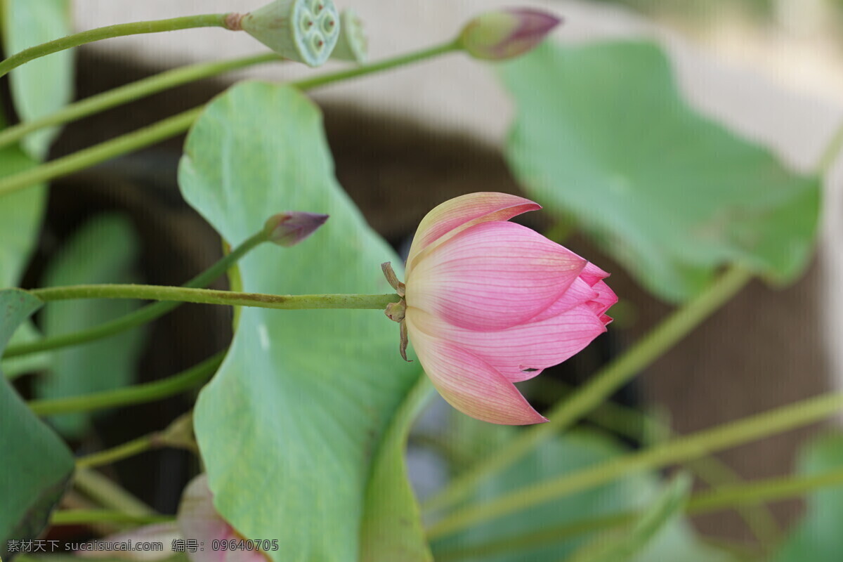 初夏 荷花花苞 荷花 花苞 小荷 绿色 粉色 荷叶 电脑 屏幕 高清 微距 初夏荷花 花开荼蘼 生物世界 花草
