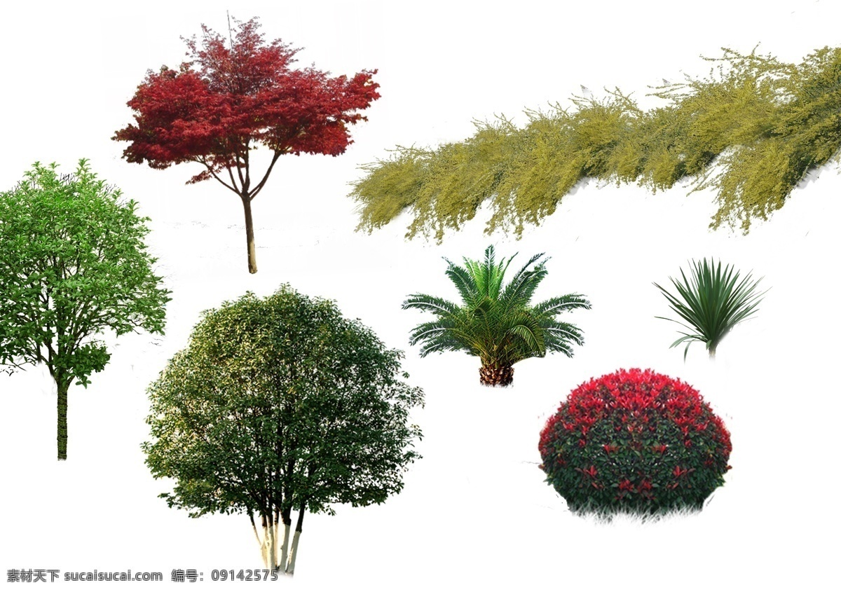 常见绿化 独杆桂花 丛生桂花 红枫 加纳利海藻 迎春花 红叶石楠球 分层