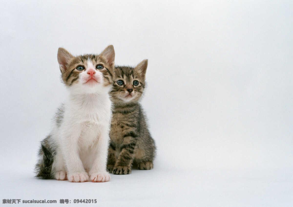 可爱 两 只 小猫 动物摄影 宠物 猫 可爱的猫 家猫 猫咪 小猫图片 家禽家畜 生物世界 陆地动物 白色