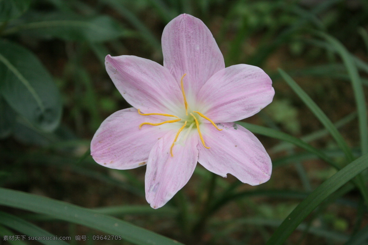 葱兰 葱莲 玉帘 白花菖蒲莲 韭菜莲 肝风草 风雨花 花儿 花草 花草世界 生物世界