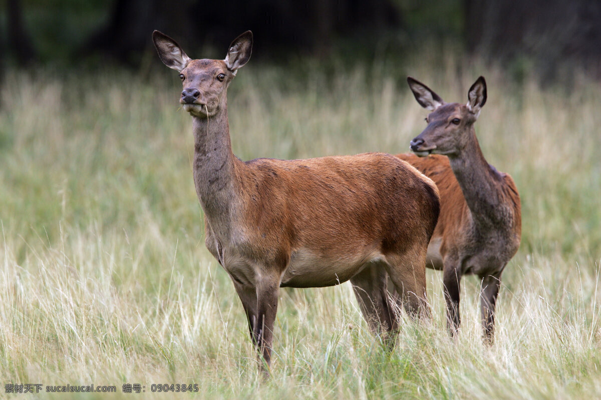 两 只 鹿 草原 草地 野生动物 动物世界 摄影图 陆地动物 生物世界