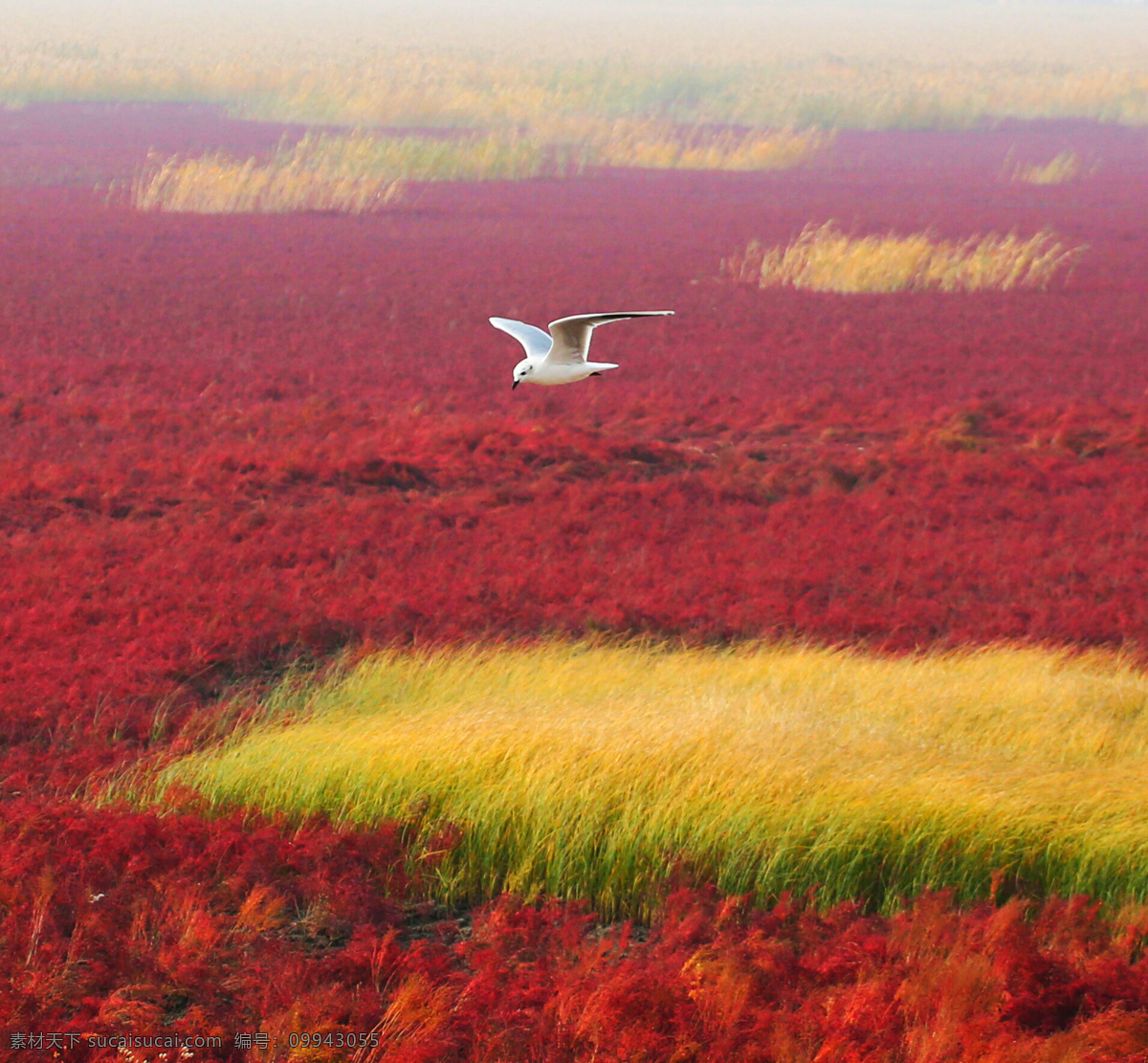 海鸥与红海滩 辽宁 盘锦市 红海滩景区 红海滩湿地 海鸥 自然景观 自然风景