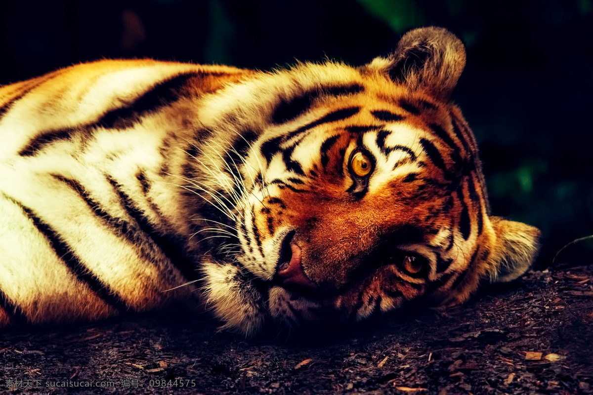 老虎 panthera tigris 猫科动物 tiger 哺乳动物 西伯利亚虎 东北虎 华南虎 巴厘虎 印度支那虎 马来亚虎 爪哇虎 苏门答腊虎 孟加拉虎 里海虎