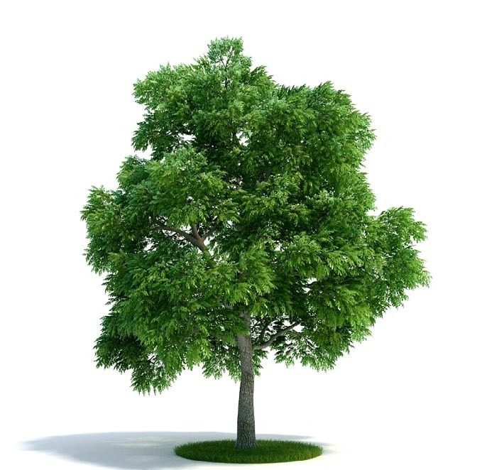 植物 树木 景观树木 园林 室外 室内 模型 盆栽 景观 室内模型 3d设计模型 源文件 max