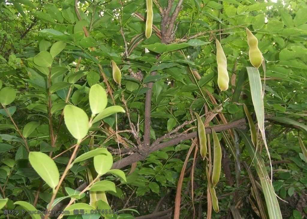 皂角 野生植物 植物 树枝 紫藤萝 紫藤果 树木树叶 生物世界